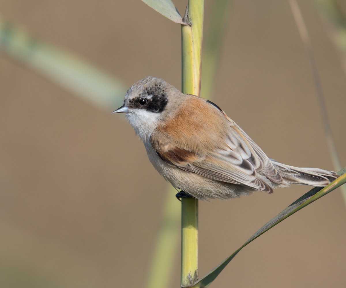 White-crowned Penduline-Tit - Harish Thangaraj