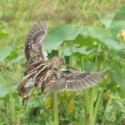 Pin-tailed Snipe - ML289134151