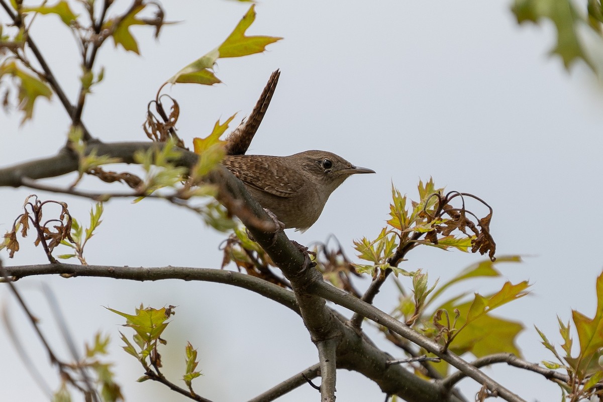 Northern House Wren - ML289134361