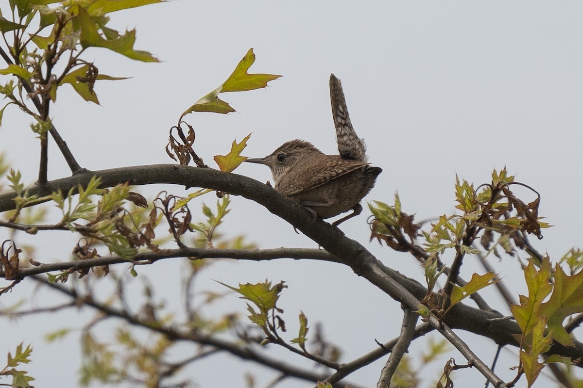 Northern House Wren - ML289134381