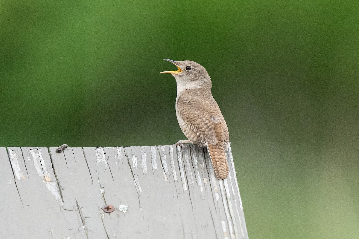 Northern House Wren - ML289134391