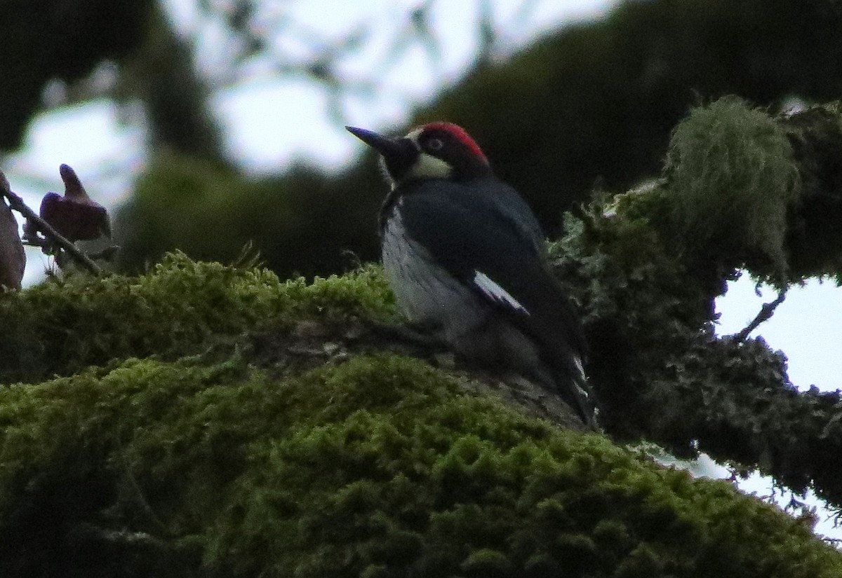 Acorn Woodpecker - ML289134641