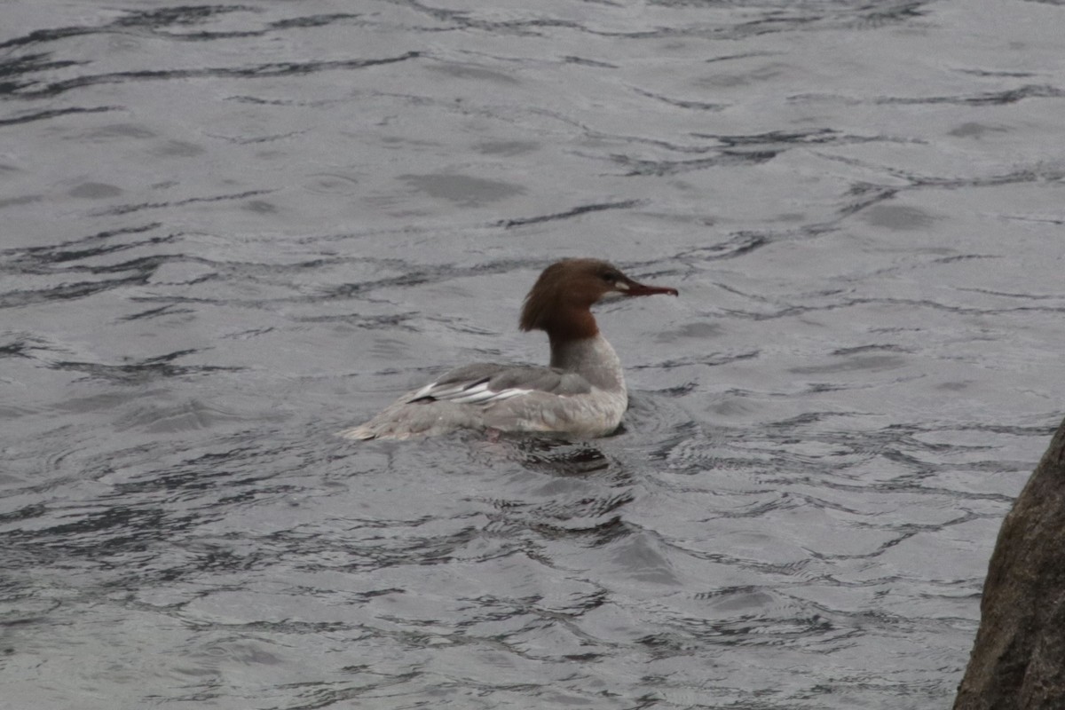 Common Merganser - ML289139121