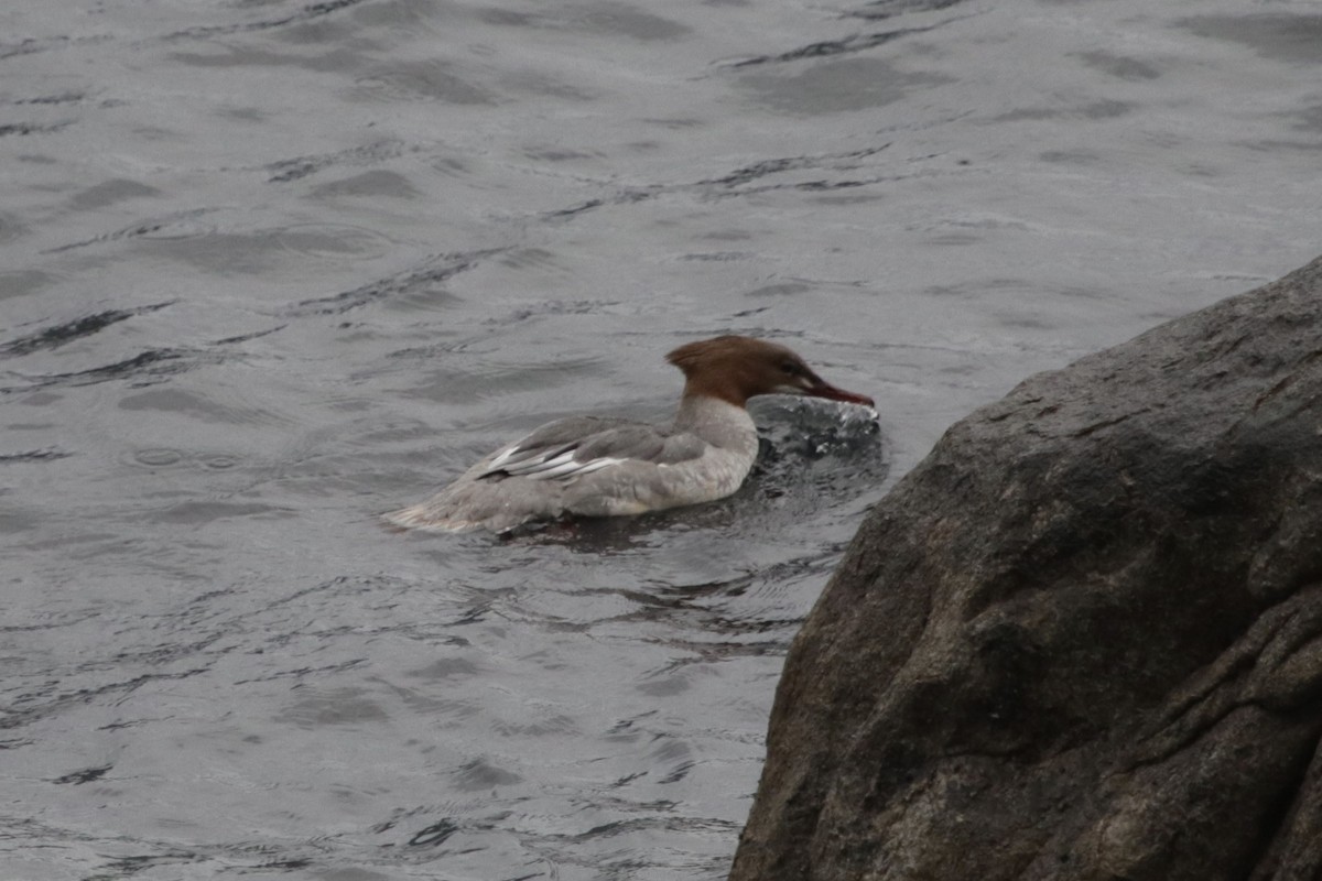 Common Merganser - ML289139131