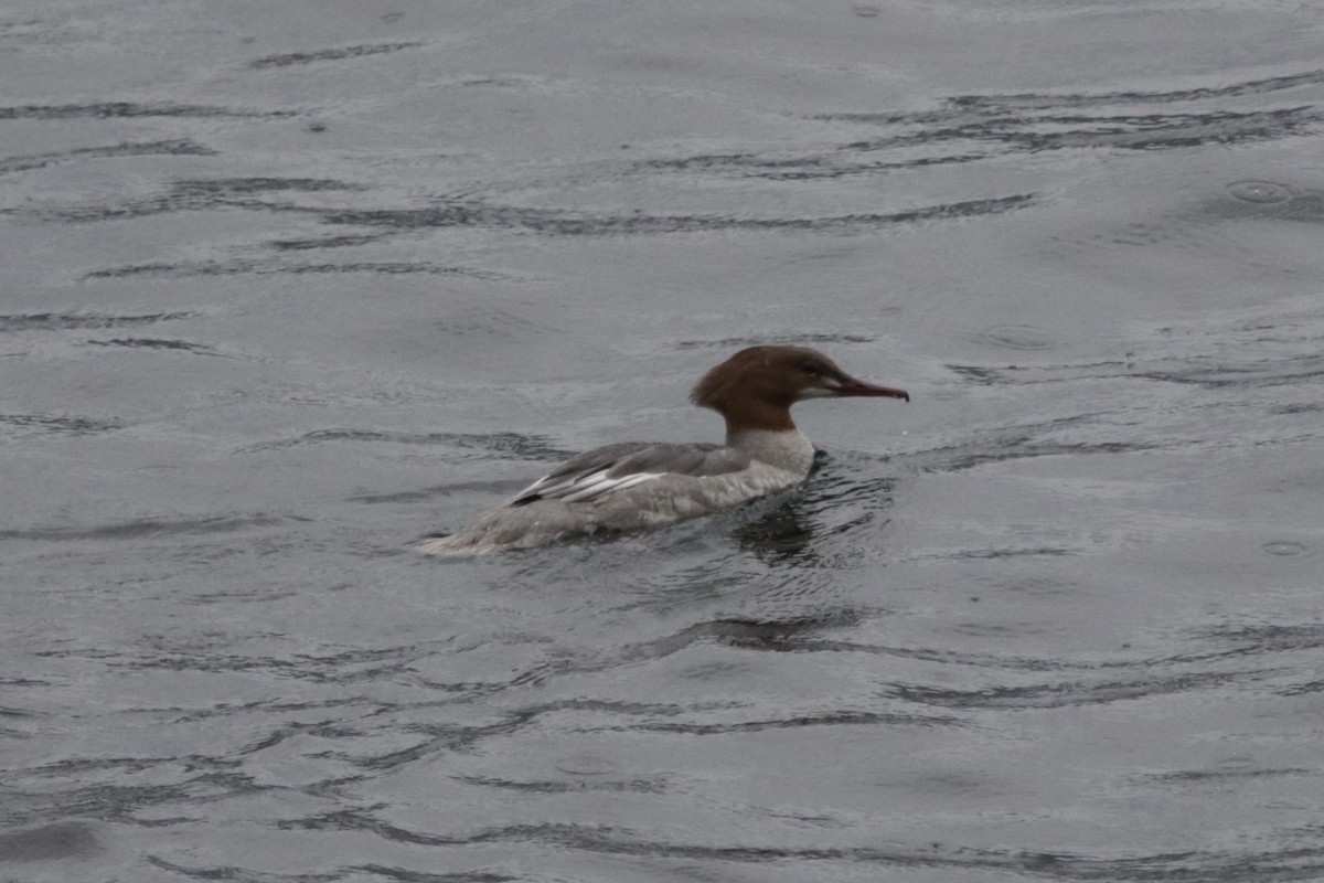 Common Merganser - ML289139141