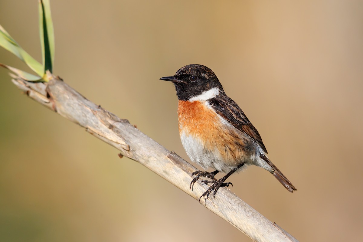 European Stonechat - ML289140911