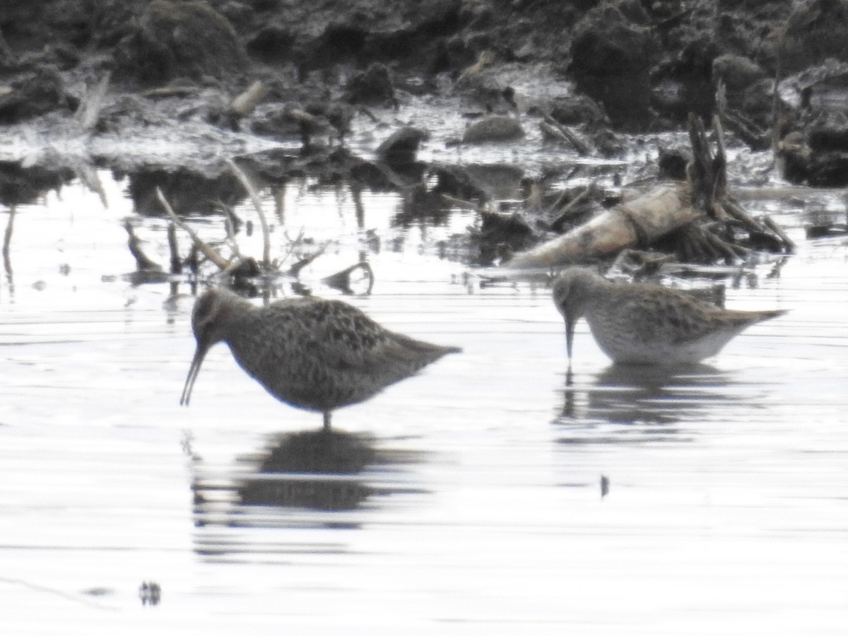 Stilt Sandpiper - ML28914111