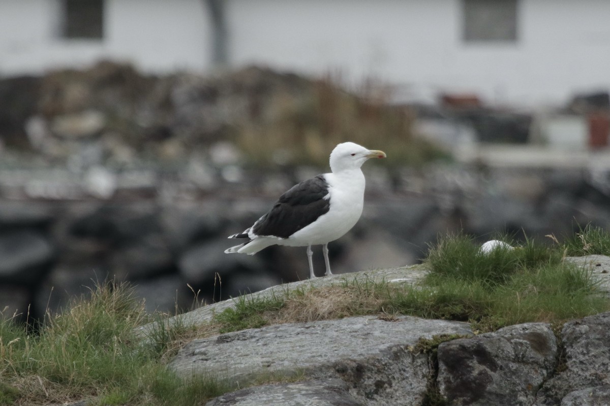 Great Black-backed Gull - Andrew William