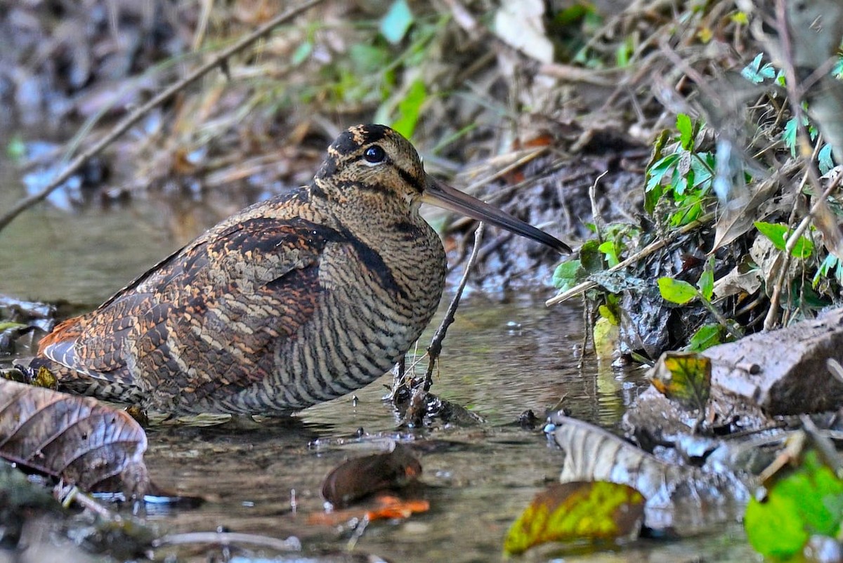 Eurasian Woodcock - ML289144091