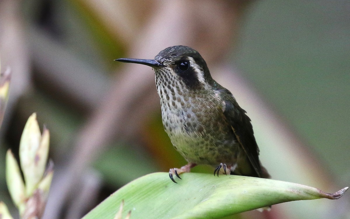 Speckled Hummingbird - Jonah  Benningfield