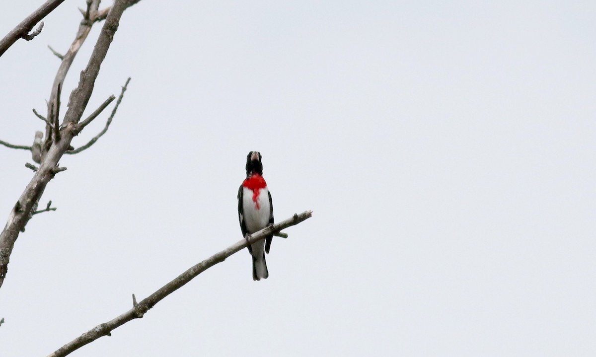 Rose-breasted Grosbeak - ML28914501