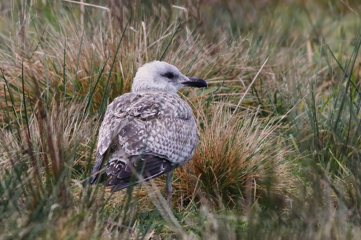 European Herring Gull - ML289145501