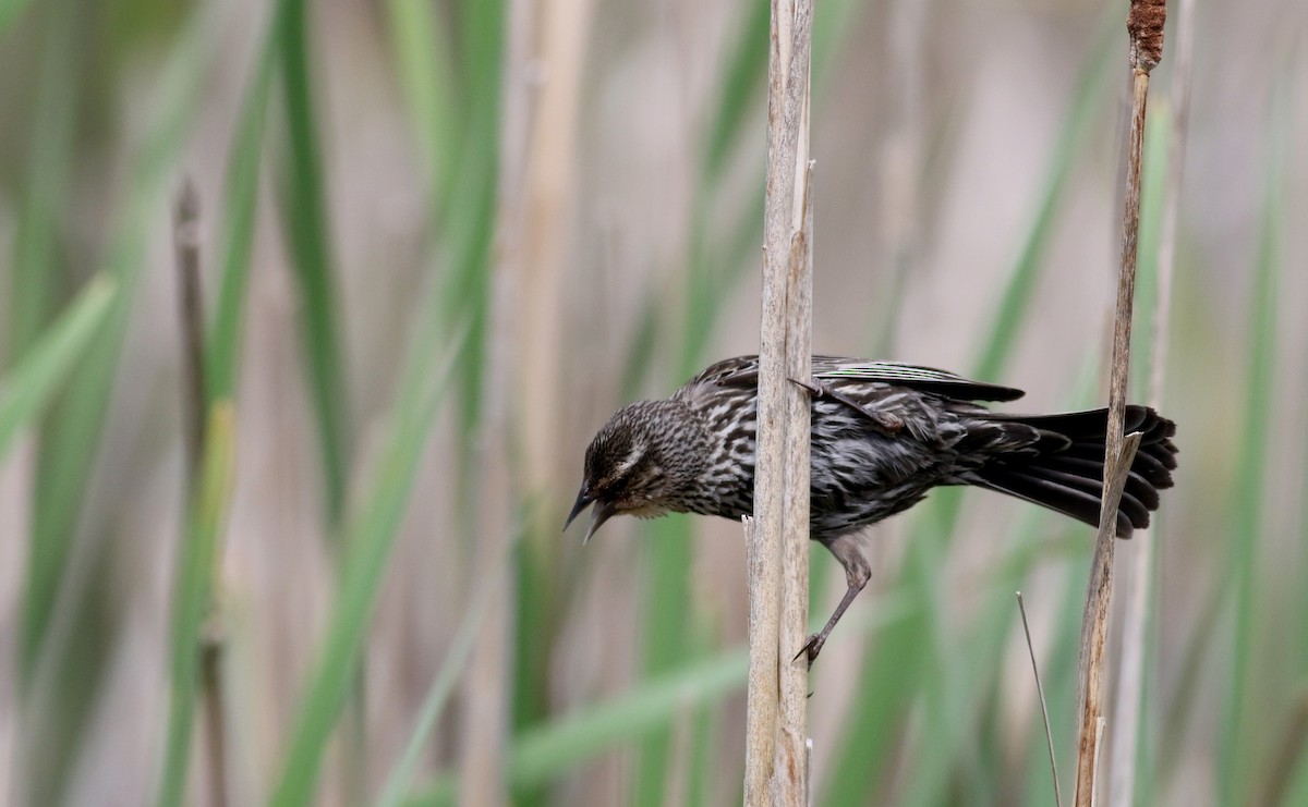 rødvingetrupial (phoeniceus gr.) - ML28914581