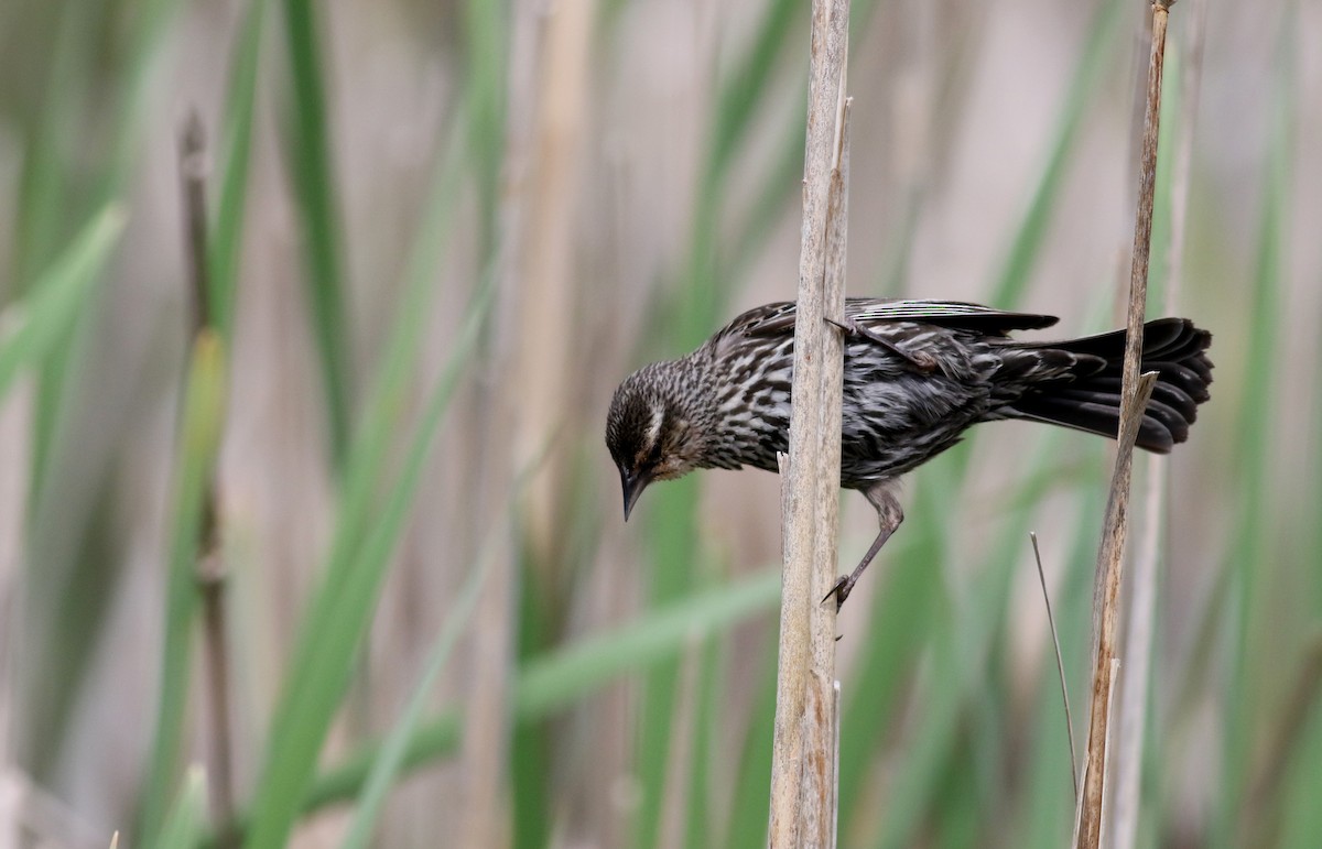 rødvingetrupial (phoeniceus gr.) - ML28914601