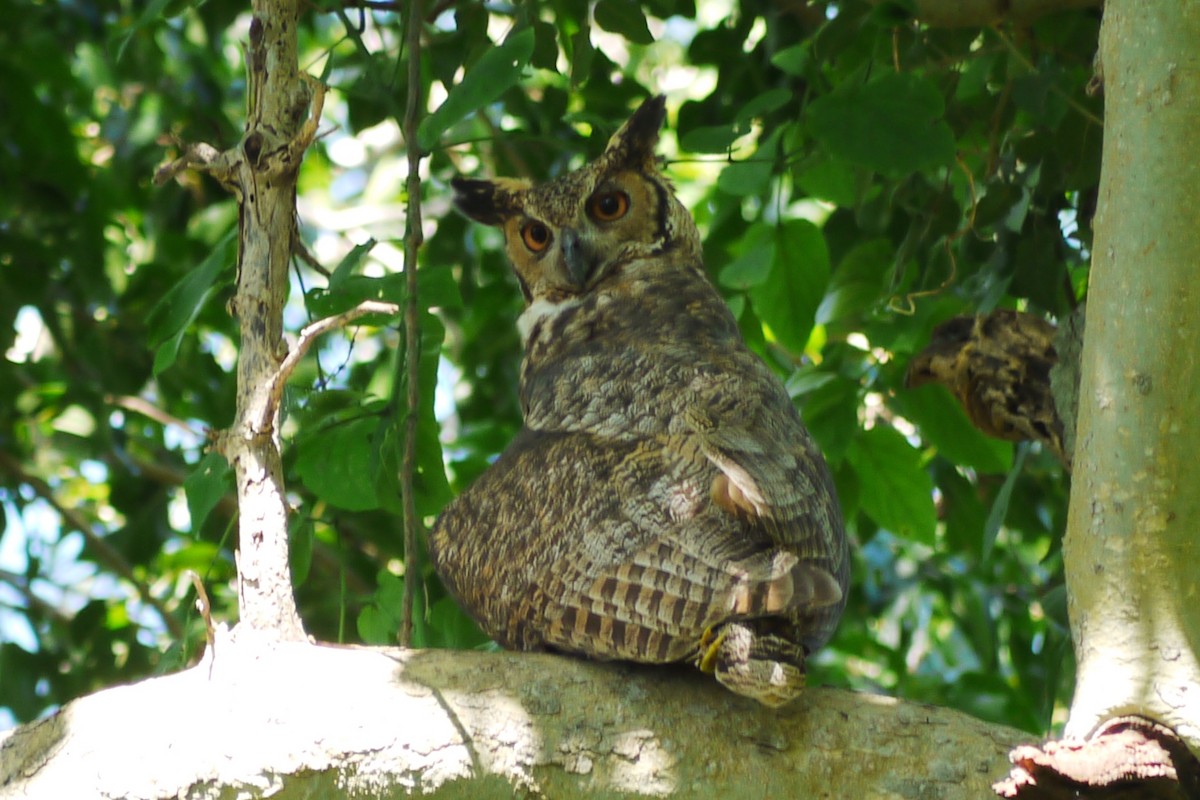Great Horned Owl - ML289146351