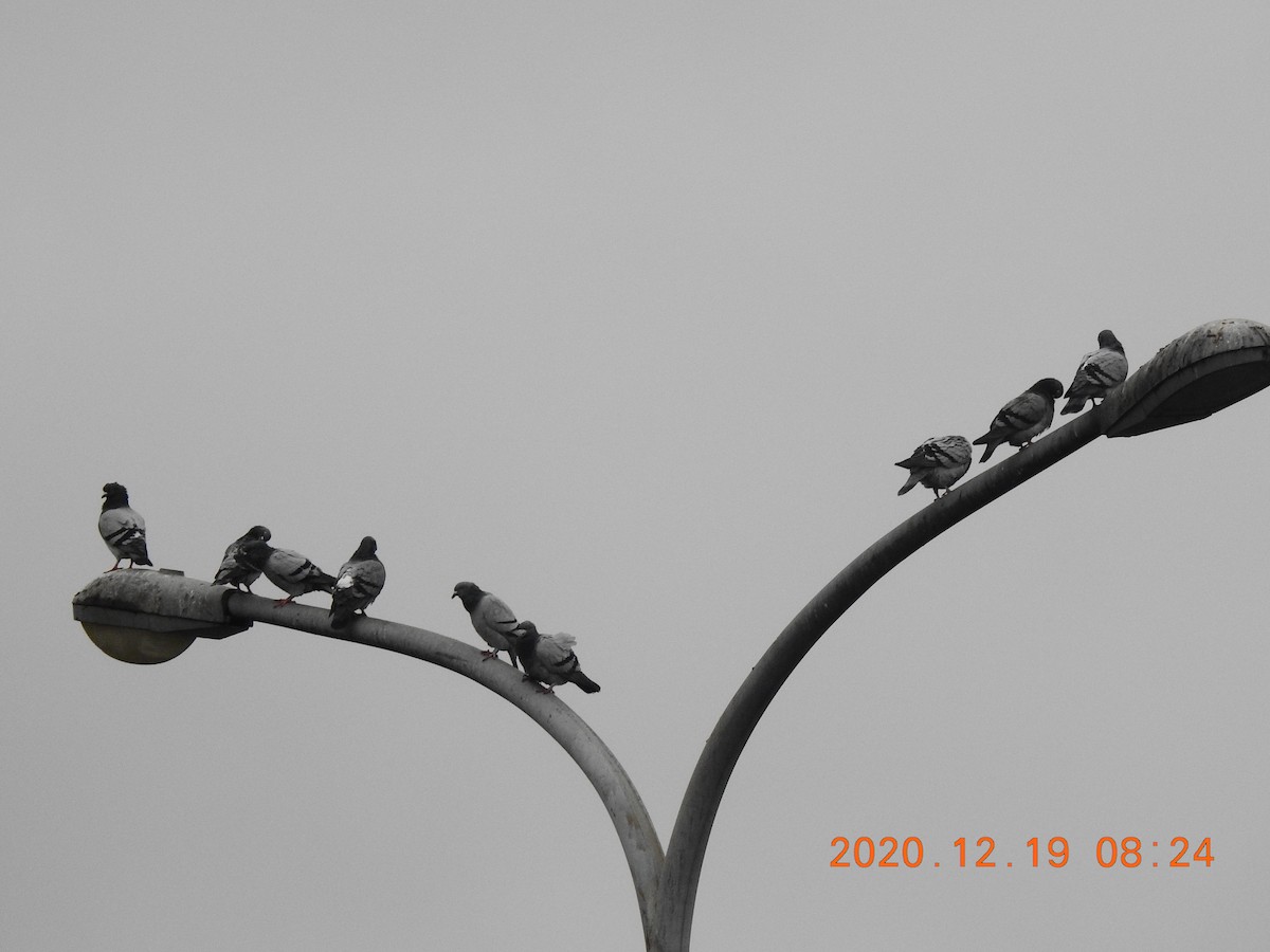 Pigeon biset (forme domestique) - ML289147311
