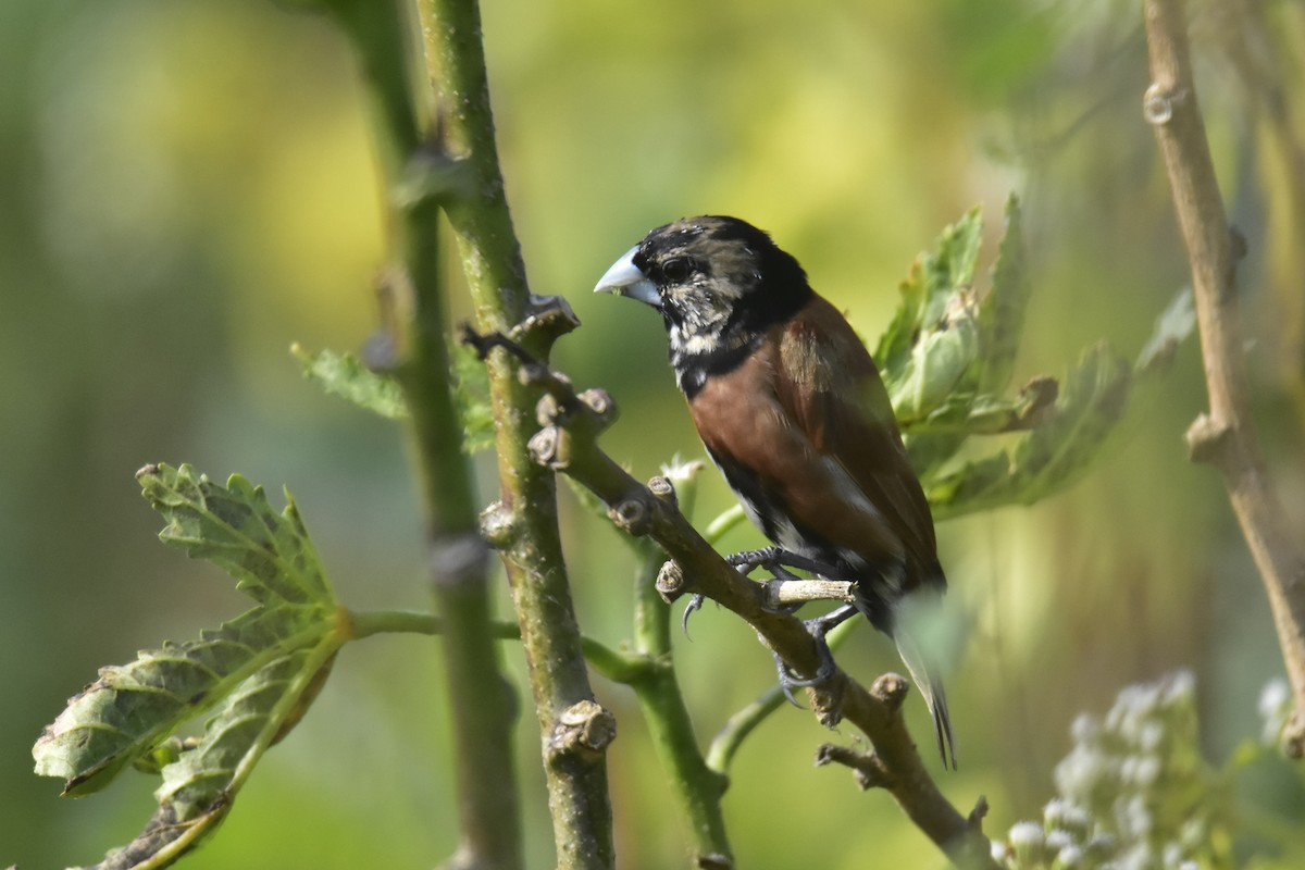 Chestnut Munia - ML289147751