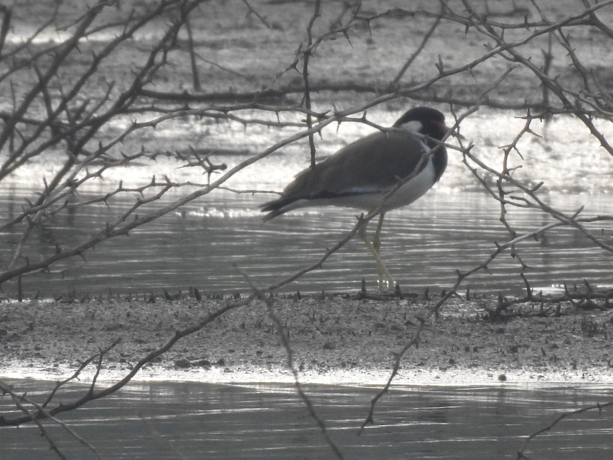 Red-wattled Lapwing - ML289148731