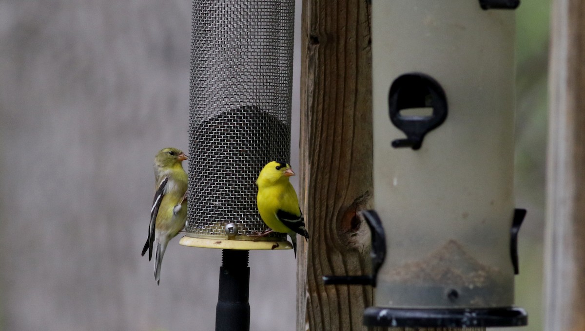 American Goldfinch - Jay McGowan