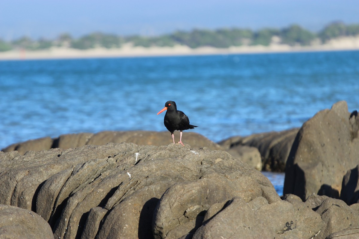 Sooty Oystercatcher - ML289149031