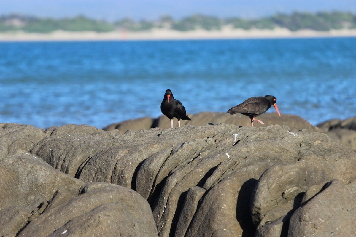 Sooty Oystercatcher - ML289149111