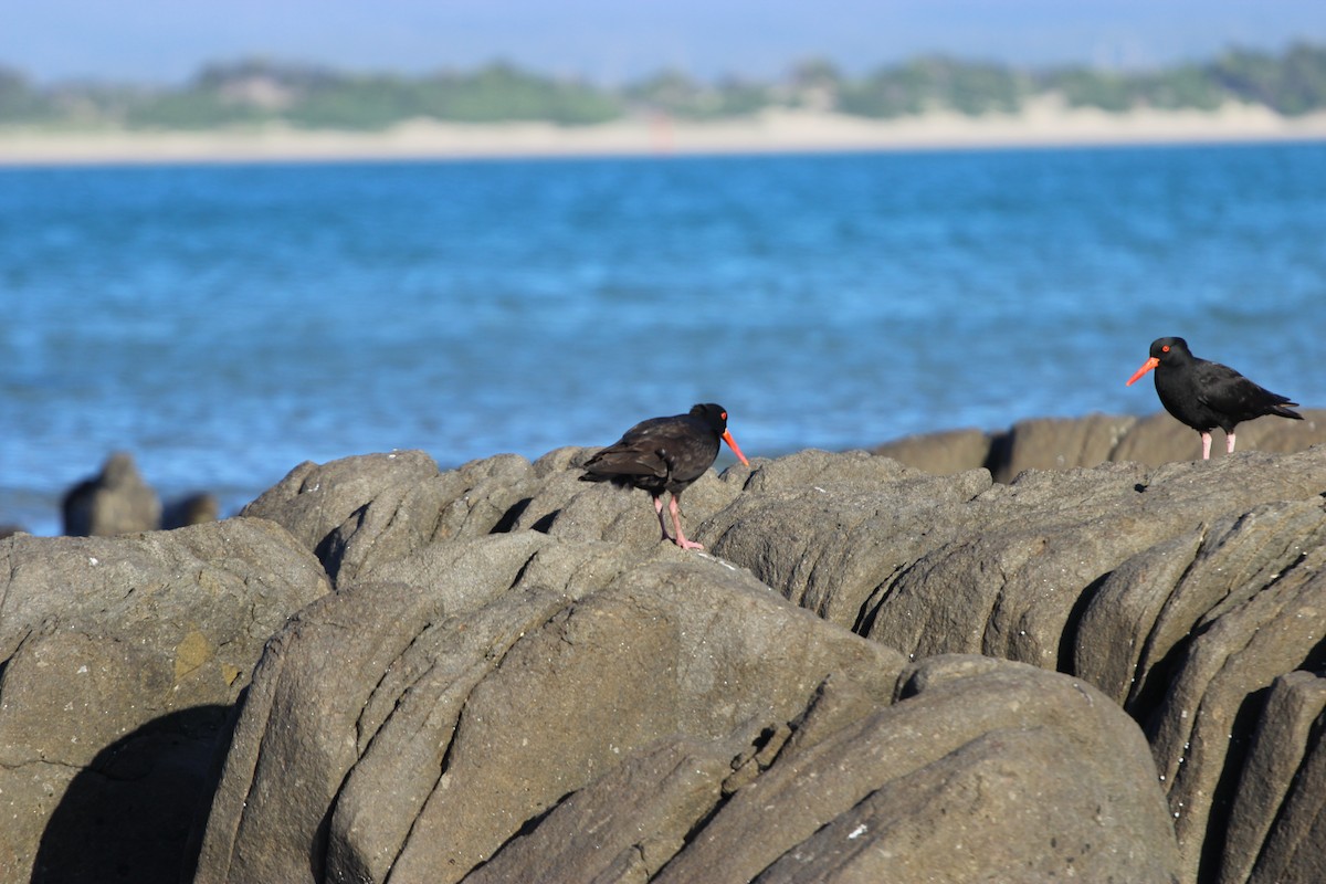 Sooty Oystercatcher - ML289149131