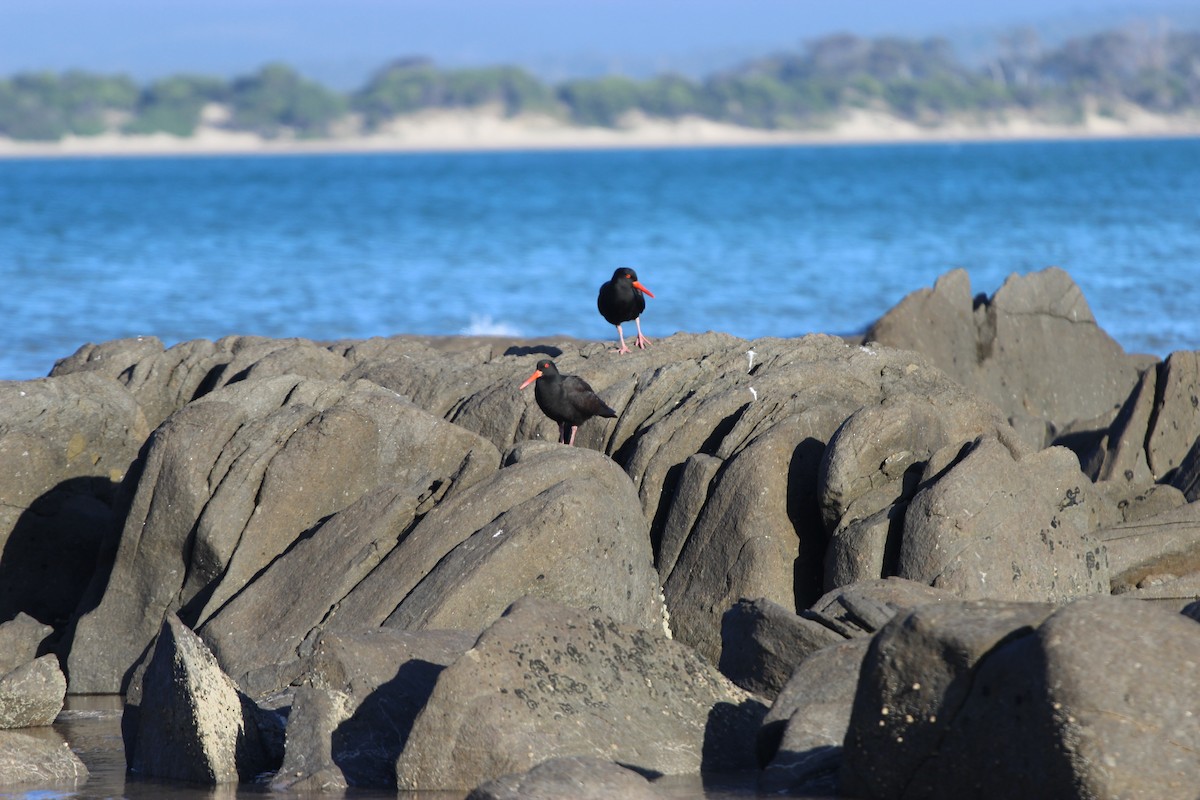 Sooty Oystercatcher - ML289149151