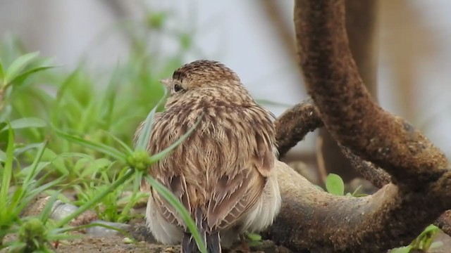 Mongolian Short-toed Lark - ML289150271