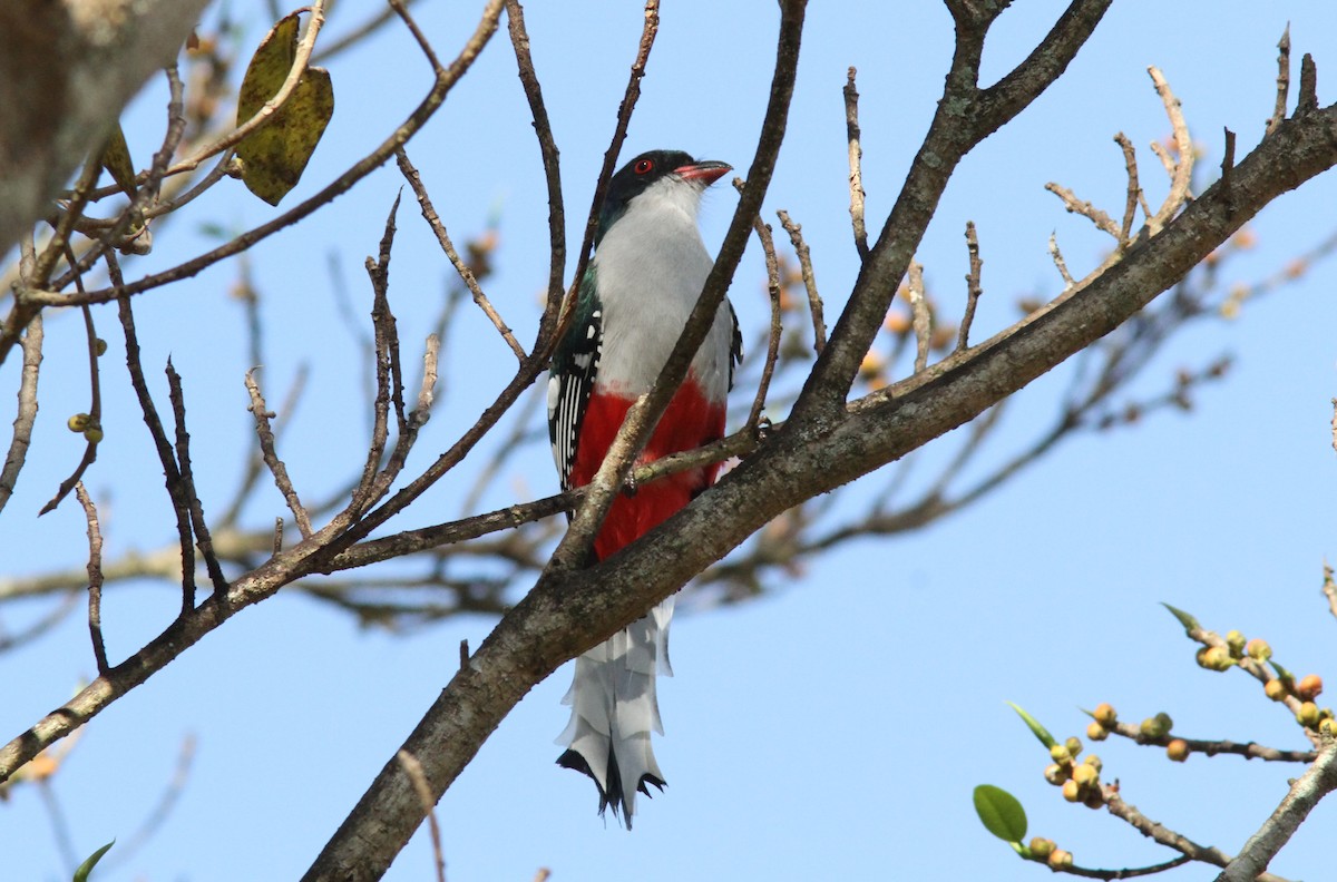 trogon kubánský - ML289152561