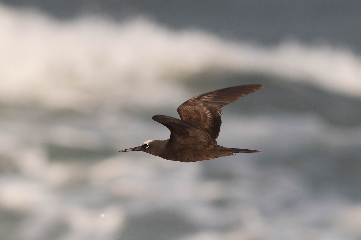 Black Noddy - Hans Wohlmuth