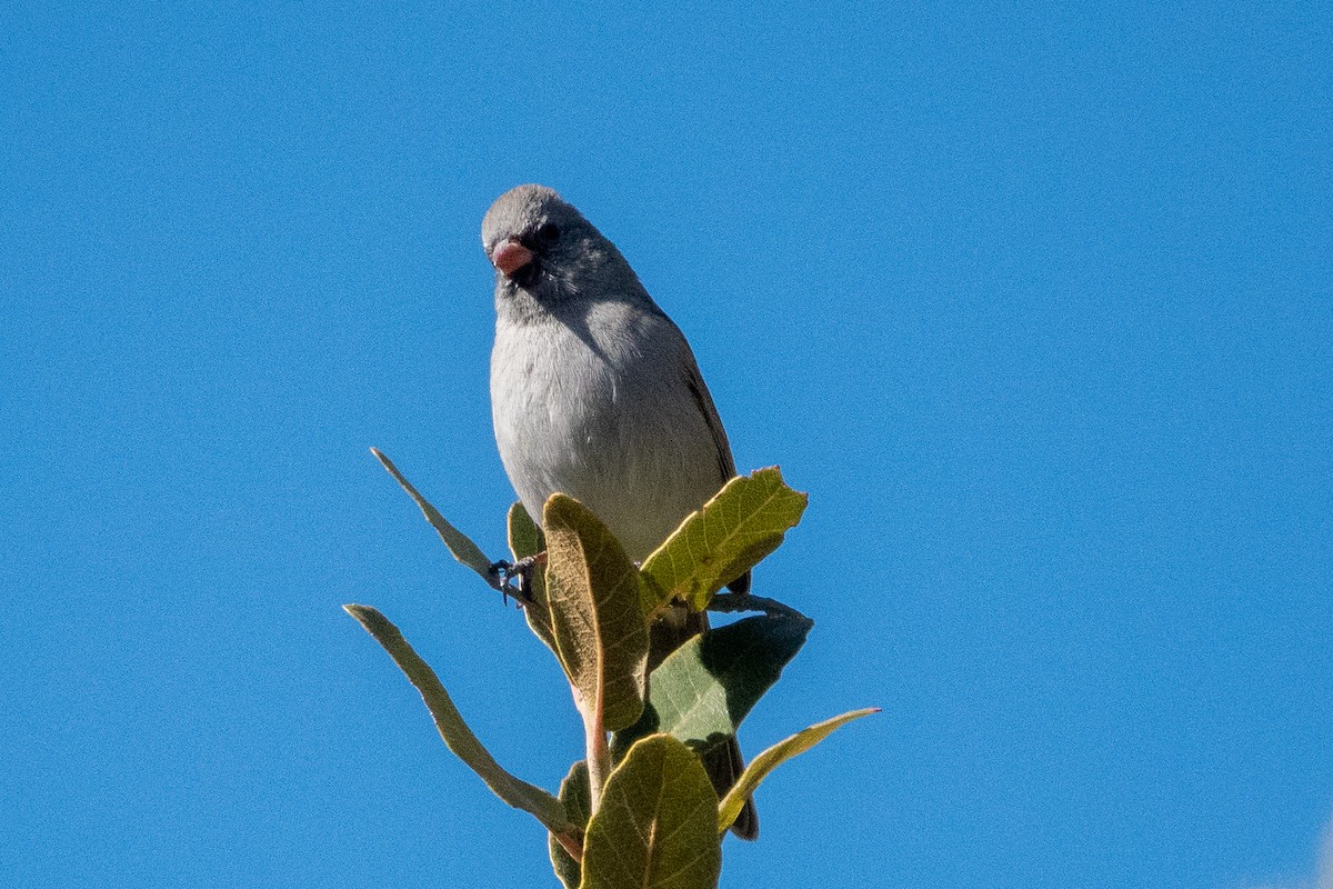 Black-chinned Sparrow - ML289155101