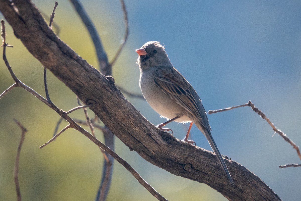 Black-chinned Sparrow - ML289155121