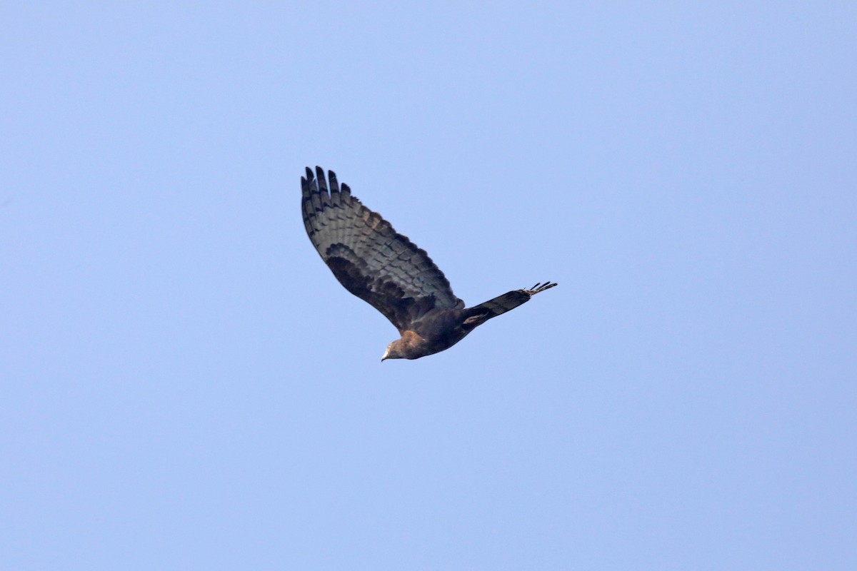 Oriental Honey-buzzard - ML289155851