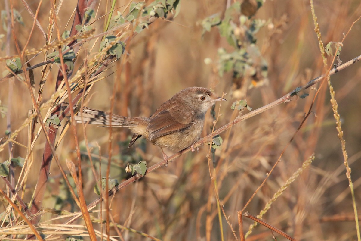 Rufous-fronted Prinia - ML289155891