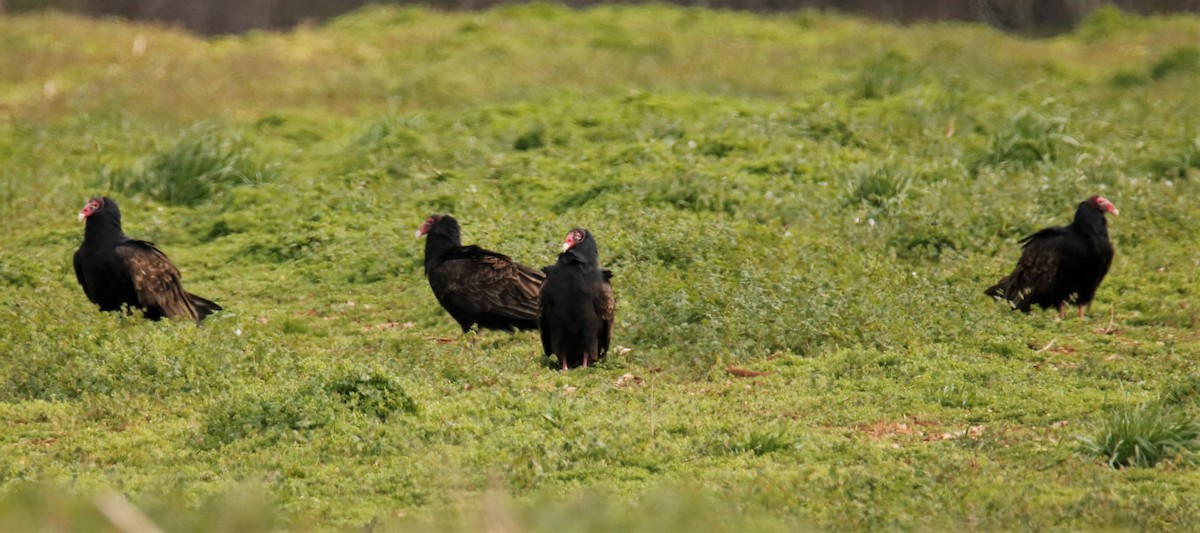 Turkey Vulture - ML289156301