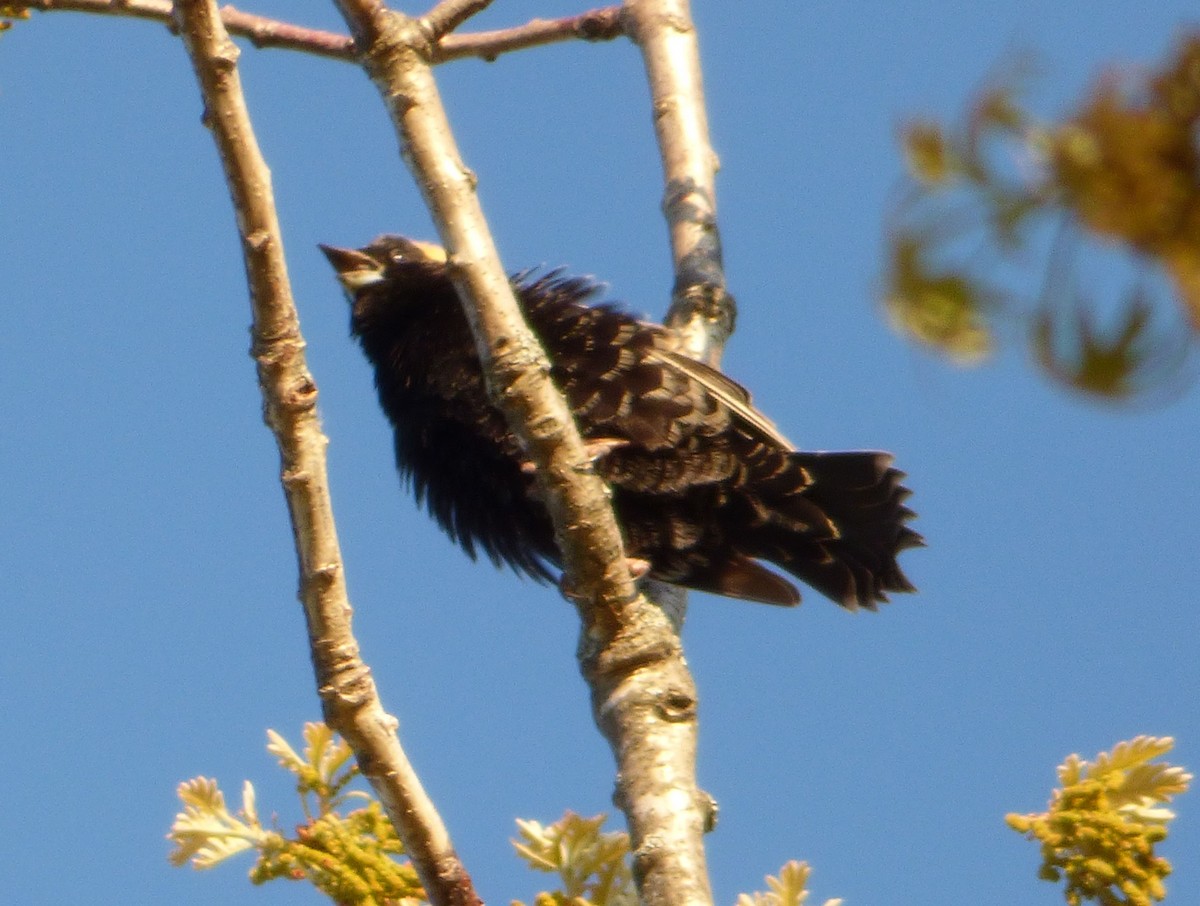 bobolink americký - ML28915651