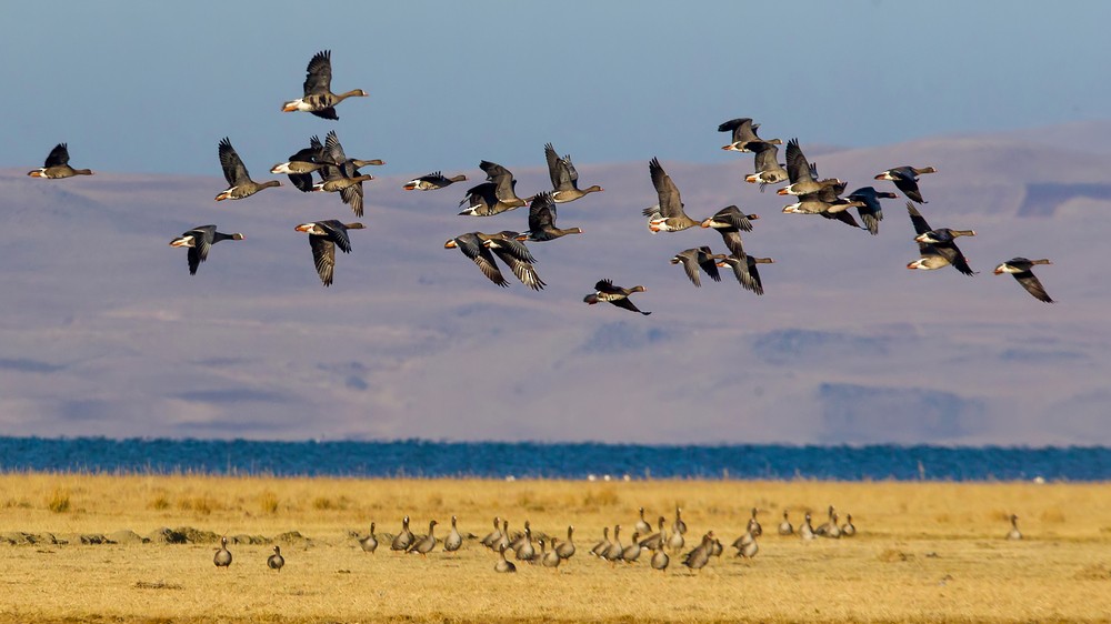 Lesser White-fronted Goose - ML289158011