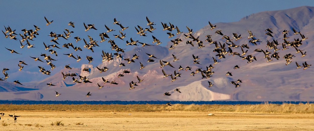 Lesser White-fronted Goose - ML289158021