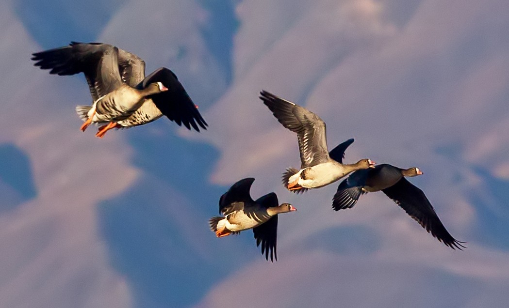 Lesser White-fronted Goose - ML289158031