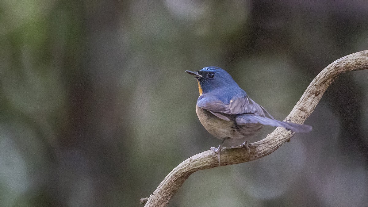Chinese Blue Flycatcher - ML289158701