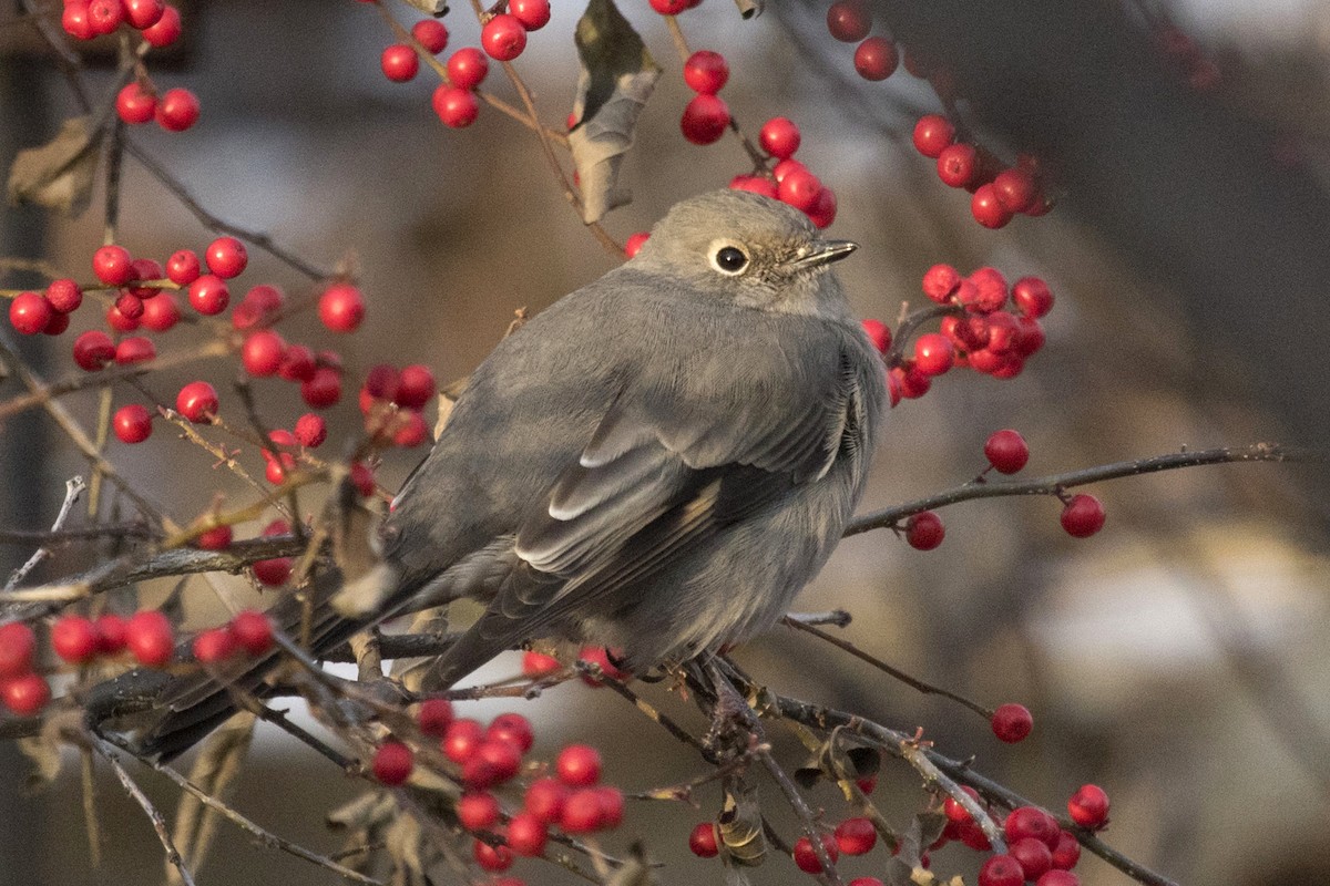 Townsend's Solitaire - Michael Bowen