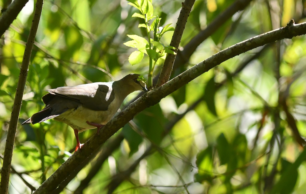 White-tipped Dove - ML289161111