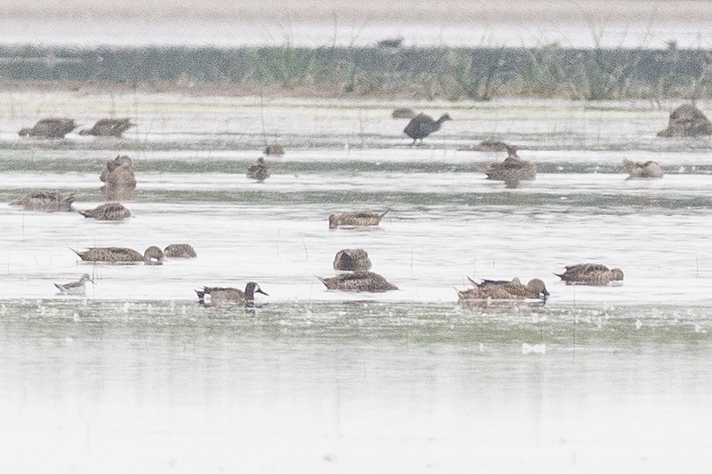 Blue-winged Teal - ML289161941