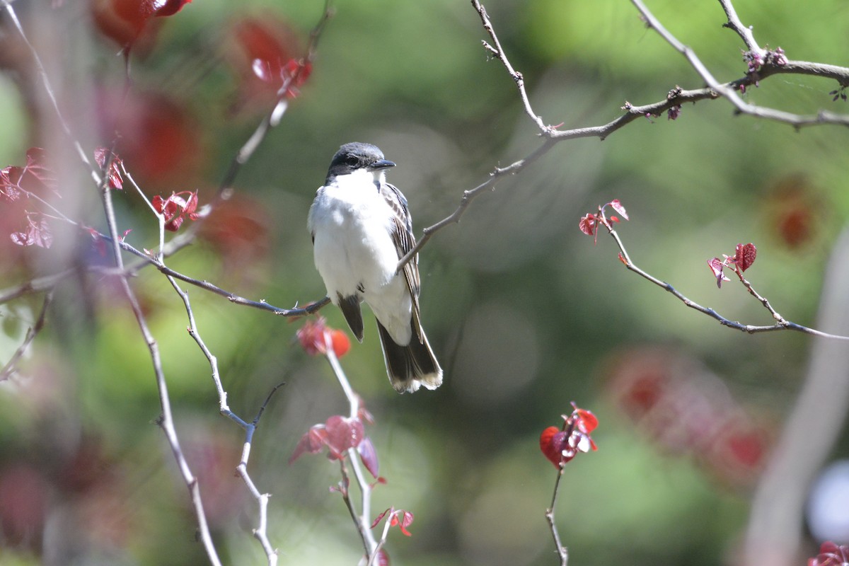 Eastern Kingbird - ML28916361