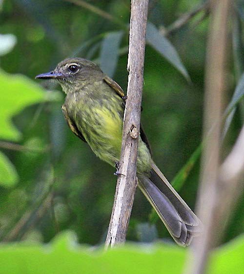 Dusky-tailed Flatbill - Martin Reid