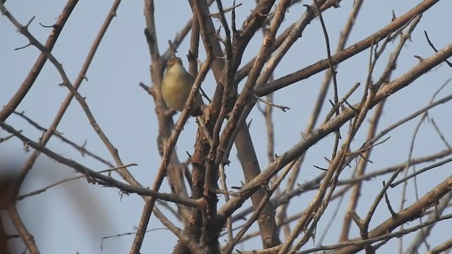 Blyth's Reed Warbler - ML289166711