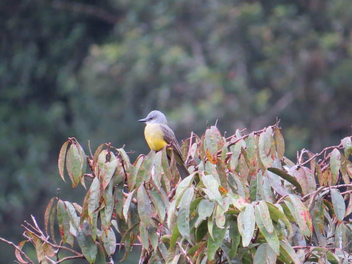 Tropical Kingbird - ML289168391