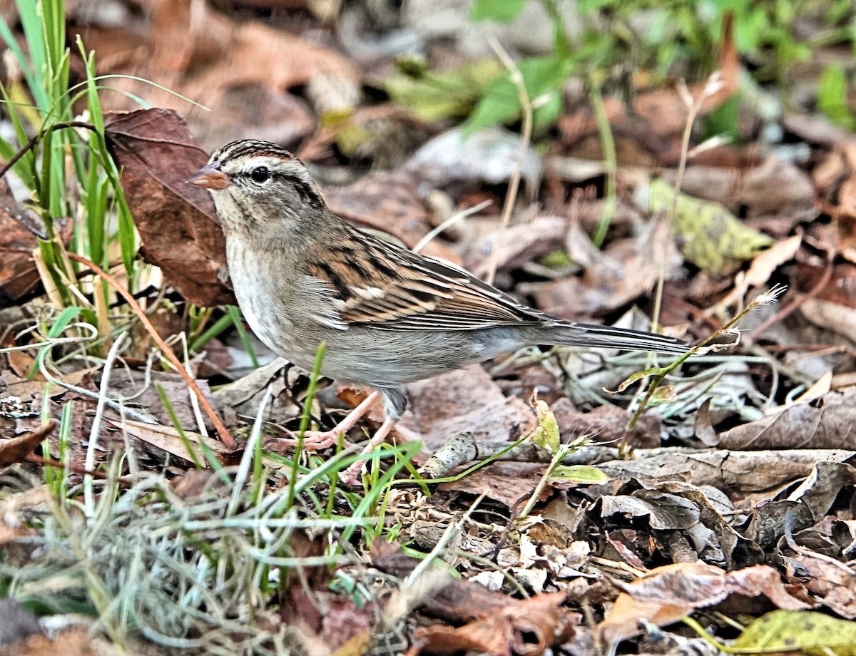 Chipping Sparrow - Doug Wassmer