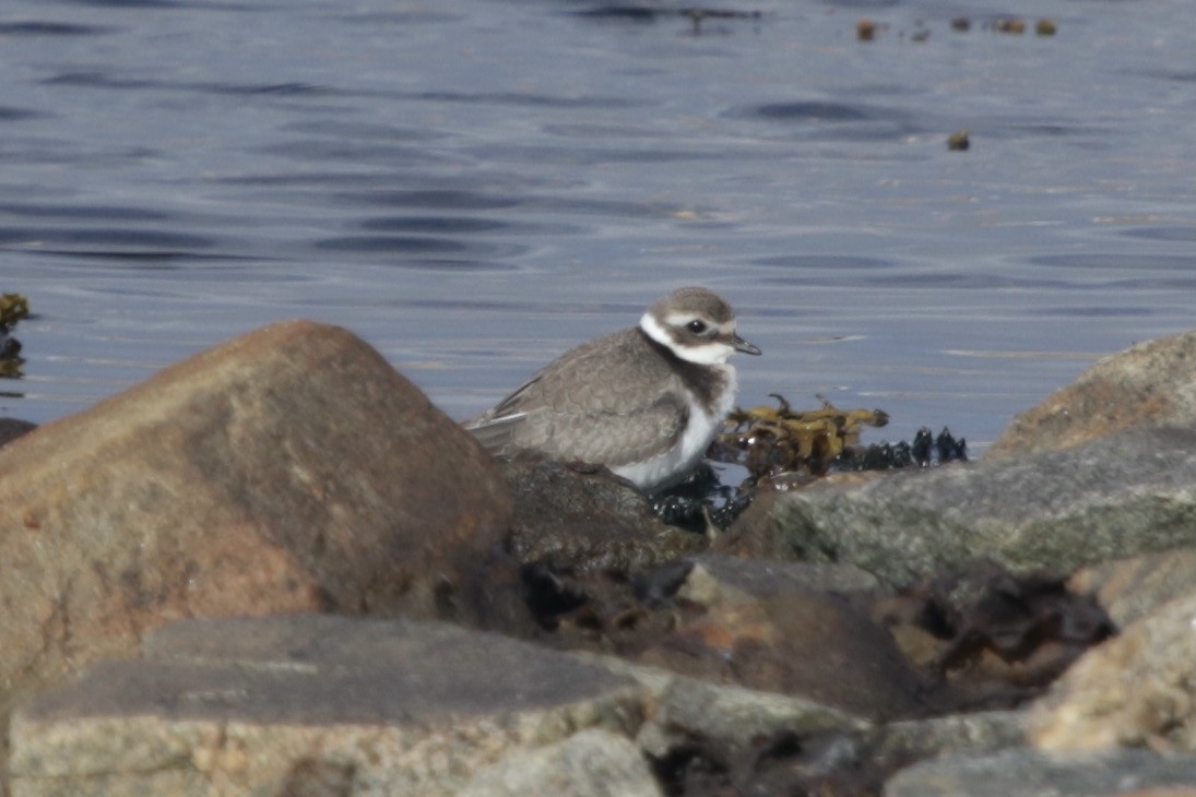 Common Ringed Plover - ML289169771