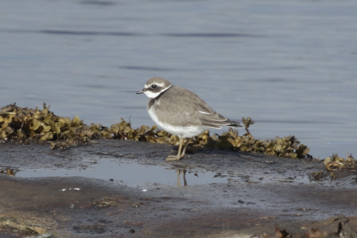 Common Ringed Plover - ML289169781